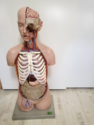 Somso anatomie torso modell - anatomie, torso,modell