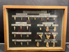 SCHAUKASTEN ANATOMIE